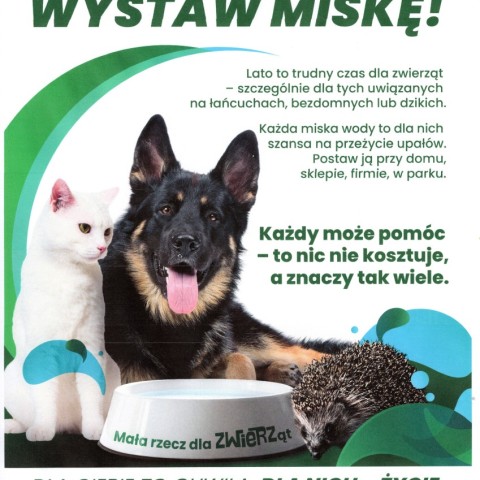 Powiększ obraz: Kampania społeczna Fundacji ZWIERZ „Mały gest, wielka moc – wystaw miskę!”
